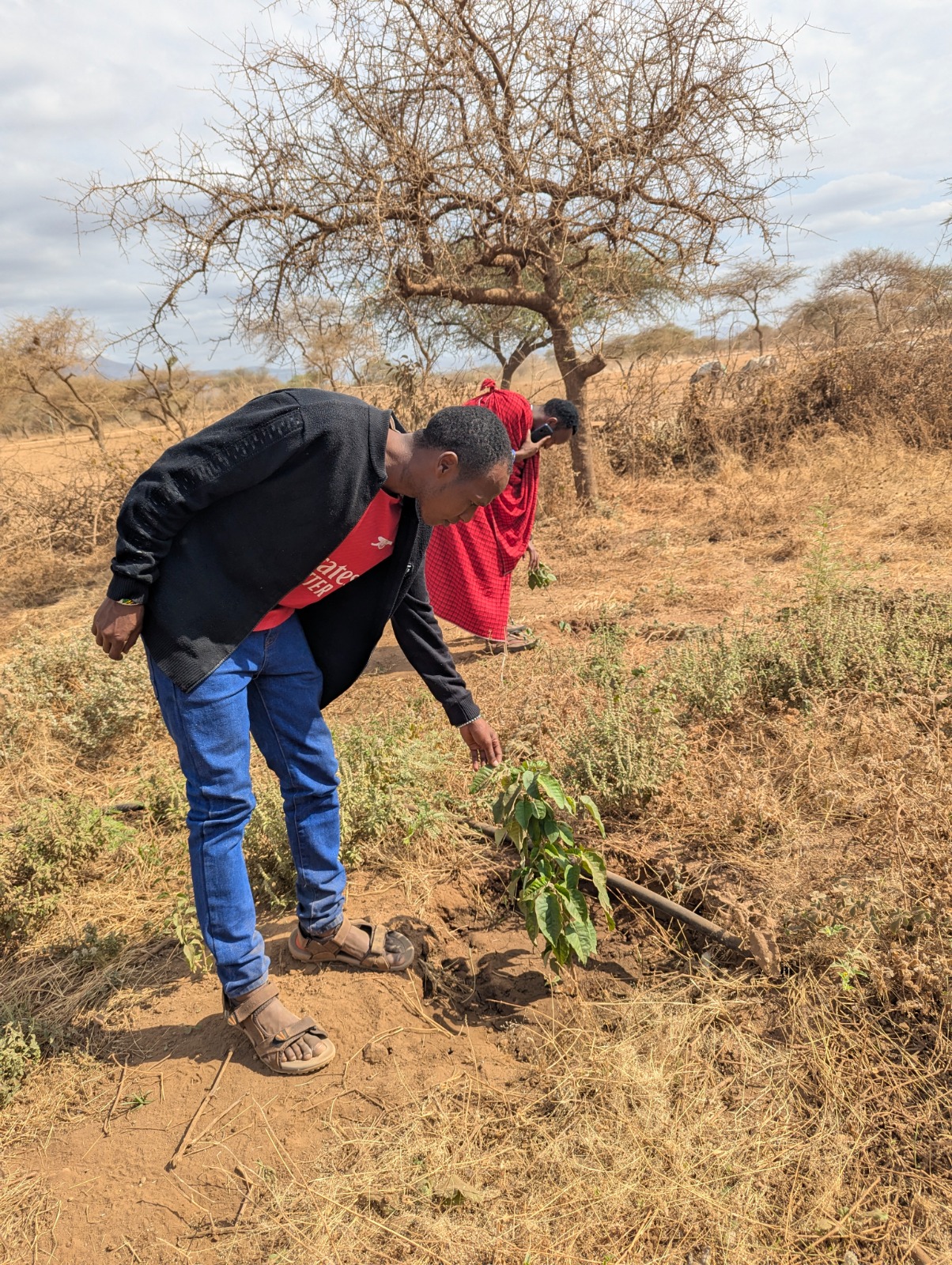 Land and plant restoration